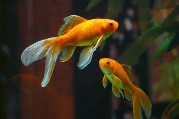 Image of goldfish swimming
