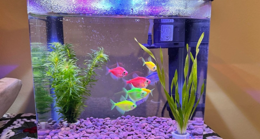 Fishes in a five-star hotel fish tank from early intervention session (1)