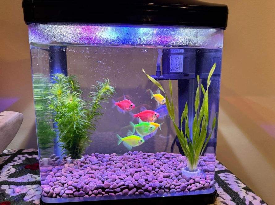 Fishes in a five-star hotel fish tank from early intervention session (1)