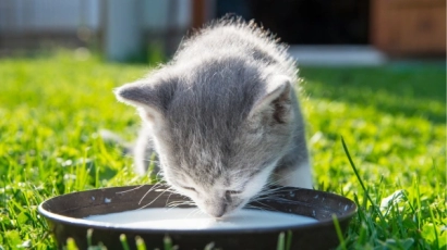 Cat drinking milk from a saucer