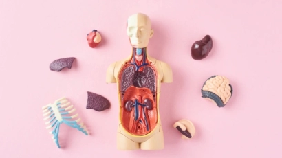 Body mannequin with plastic organs laid out around it. This illustrates that physical quotient is the understanding of how one's body moves in relation to the space around them