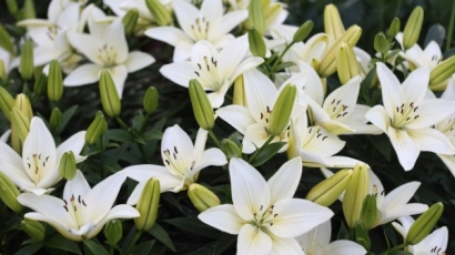 White lilies in a garden