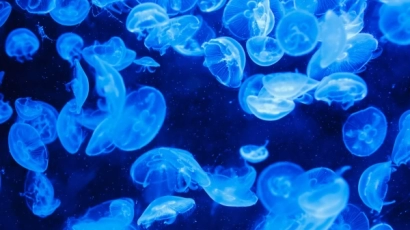 Luminescent blue jellyfish in a dark background. The Singapore Oceanarium features a jellyfish exhibit that one can visit on a family day out.