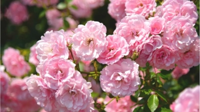Pink rose bush, which one can find at Gardens By The Bay Rose Romance, where one can visit for a family day out
